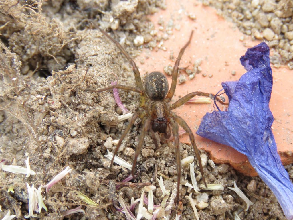 Agelenidae ID